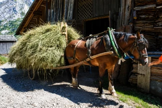 Traversée des Alpages des Aravis
