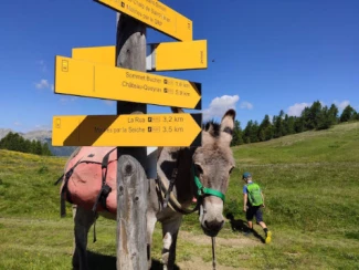 Rando Queyras avec un âne