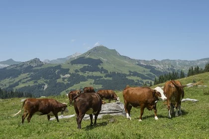 Traversée des Alpages des Aravis - Photo 12