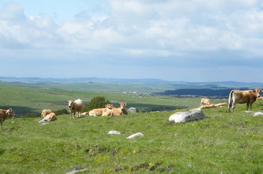 Tour de l'Aubrac en liberté - Photo 7