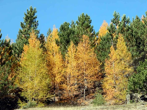 Couleurs d'automne en Queyras - Photo 3