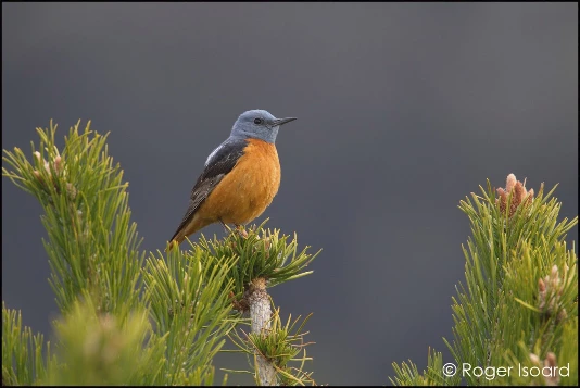 Retrouvance® : Haute-Provence - Photo 2