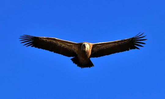 Retrouvance® : Buëch Dévoluy - Photo 5