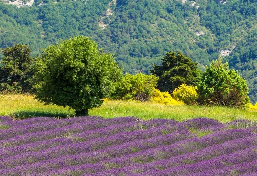 Sur les Pas des Huguenots - De Poët Laval à Die - Photo 2