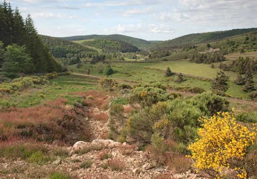 Stevenson avec un âne en liberté - Photo 5