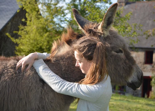 Stevenson avec un âne en liberté - Photo 3