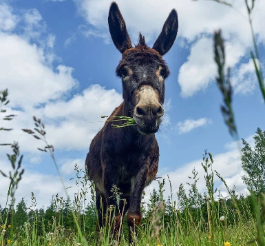 Stevenson avec un âne en liberté - Photo 4