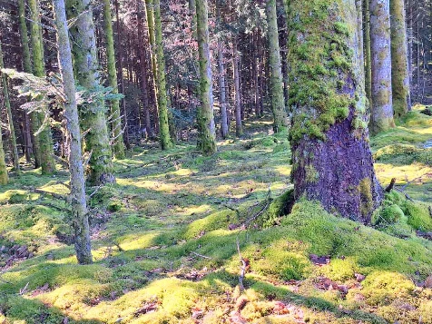 Chemins de Compostelle : Vézelay - Autun - Photo 2