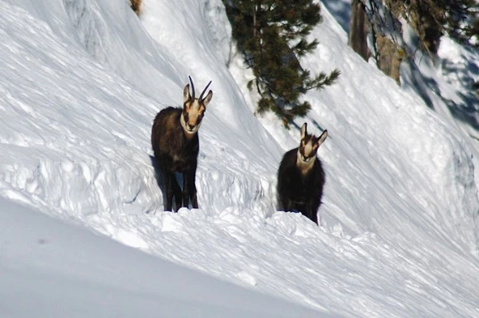 WE Réveillon Queyras à Aiguilles - Photo 1