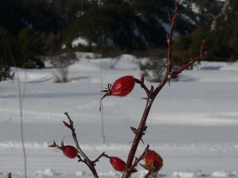 Vallée de Névache - Photo 8