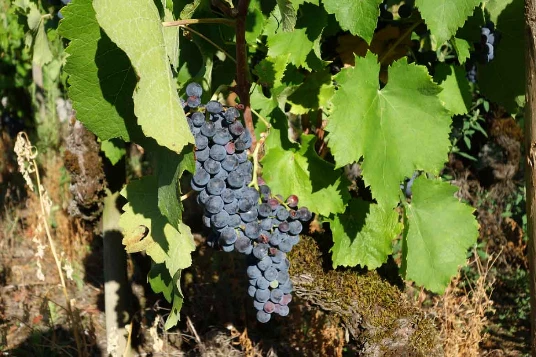 Chemins de Compostelle : Genève - St Genix sur G - Photo 6