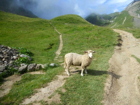 Tour du Mont Blanc Complet en liberté - Photo 4