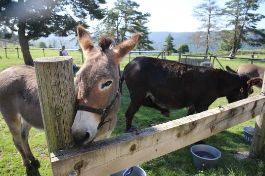 Ardèche en liberté avec un âne - Photo 2
