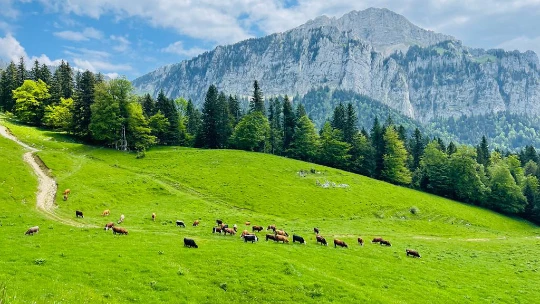 Mini Tour de Chartreuse en Liberté - Photo 2