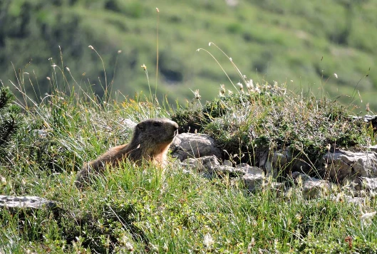 Multi activités Vercors été - Photo 2