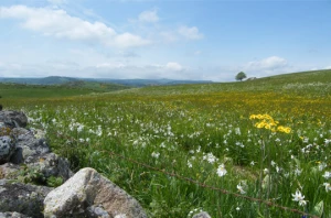 Tour de l'Aubrac en liberté - Photo 1