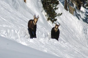 WE Réveillon Queyras Itinérant - Photo 2