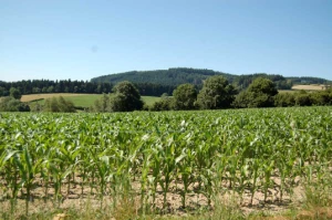 Chemins de Compostelle : Charlieu - Montbrison - Photo 3