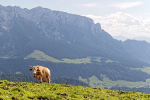 Rando & Bien Etre Walchsee - Photo 3
