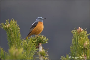 Retrouvance® : Haute-Provence - Photo 2