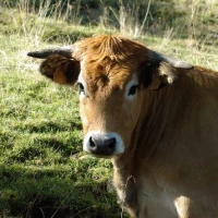 Aubrac : Les Grands Espaces en liberté - Photo 2