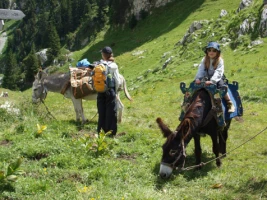 Tour de Chartreuse avec un âne - Photo 2