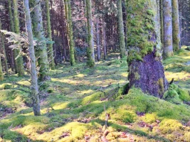 Chemins de Compostelle : Vézelay - Autun - Photo 2
