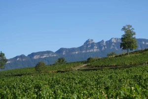 Chemins de Compostelle : Genève - St Genix sur G - Photo 1