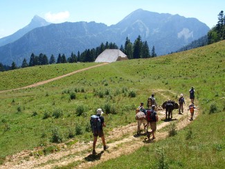 Tour de Chartreuse avec un âne - 