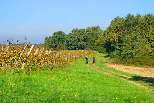 Chemins de Compostelle : Lectoure - Aire sur Adour - Photo 3