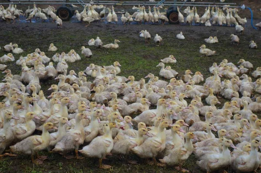 Chemins de Compostelle : Aire sur Adour - St Jean Pied de Port - Photo 5