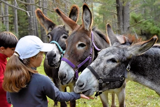 Nomades en Diois avec un âne - Photo 4