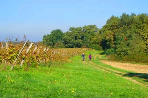 Chemins de Compostelle : Lectoure - Aire sur Adour - Photo 3