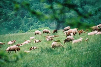 Aveyron en Famille - Massif Central